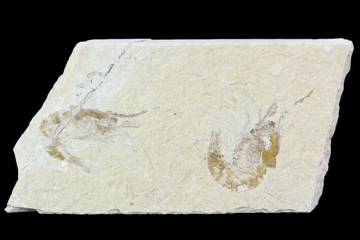 Two Cretaceous Fossil Shrimp - Lebanon #107554